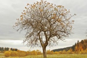 Seasonal changes have influence over your behavior – continuation